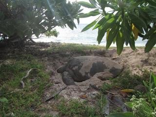 Lady Elliot Island Eco Resort Eksteriør bilde